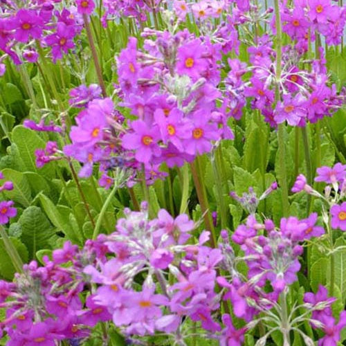 3 Primevère candélabre - Primula beesiana - Plantes