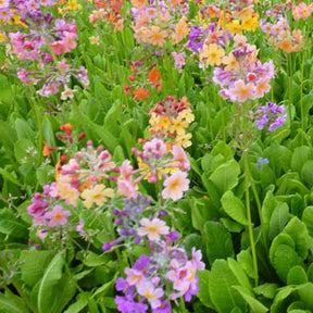 3 Primevère bulleesiana - Primula bulleesiana - Plantes