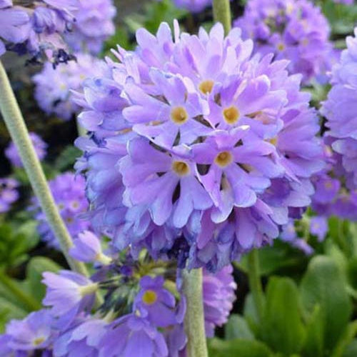 3 Primevère denticulée Cashmeriana - Primula denticulata cashmeriana - Plantes