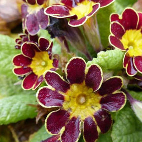 Primevère élevée Gold Lace - Primula gold lace hybrids - Plantes