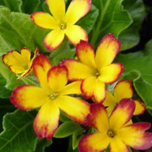 Primevère feuille de chêne Yellow Picotee - Primula oakleaf yellow picotee - Plantes