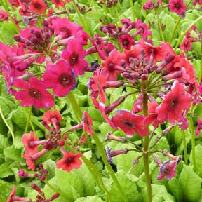 3 Primevère du Japon Millers Crimson - Primula japonica millers crimson - Plantes