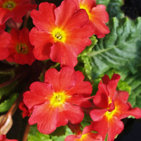 Primevère Tomato Red - Primula ( wanda group ) wanda tomato red - Plantes