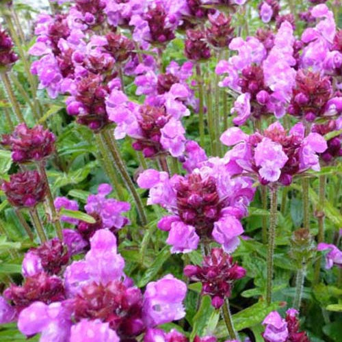 Prunelle à grandes fleurs Altenberg Rosa - Prunella grandiflora altenberg rosa - Plantes