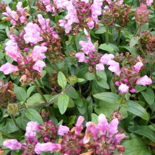 3 Prunelle à grandes fleurs Pink Loveliness - Prunella grandiflora pink loveliness - Plantes