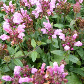 3 Prunelle à grandes fleurs Pink Loveliness - Prunella grandiflora pink loveliness - Plantes