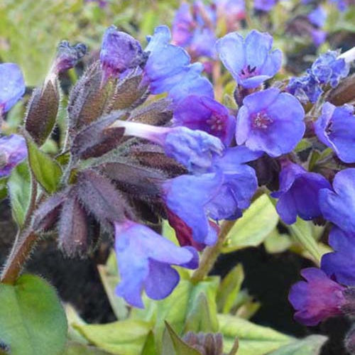 Pulmonaire à feuilles étroites Blaues Meer - Pulmonaria angustifolia blaues meer - Plantes