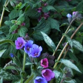 Pulmonaire Samurai - Pulmonaria samurai - Plantes