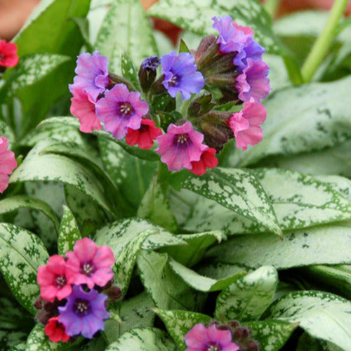 Pulmonaire Silver Bouquet - Pulmonaria silver bouquet - Plantes