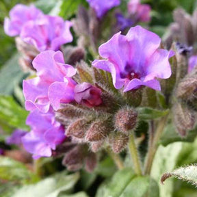 Pulmonaire à longues feuilles Diana Clare - Pulmonaria longifolia diana clare - Plantes