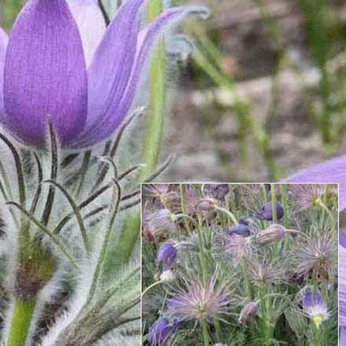 3 Anémones des prairies - Anemone patens - Plantes