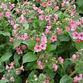 Pulmonaire saupoudrée Dora Bielefeld - Pulmonaria saccharata dora bielefeld - Plantes