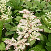 Rodgersia à feuilles de marronnier - Rodgersia aesculifolia - Plantes