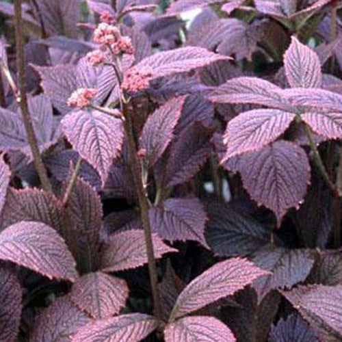 Rodgersia pinnata Chocolate Wings - Rodgersia pinnata chocolate wings - Plantes