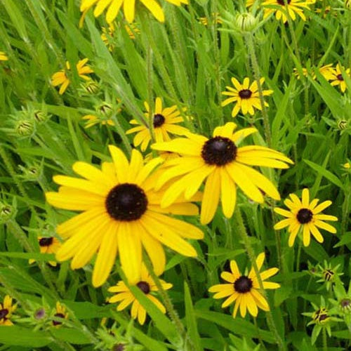 3 Rudbeckia speciosa - Rudbeckia fulgida speciosa - Plantes