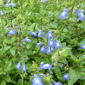 Sauge de Forrer - Salvia forreri - Plantes