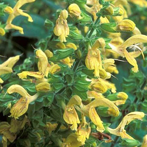 Sauge glutineuse - Salvia glutinosa - Plantes