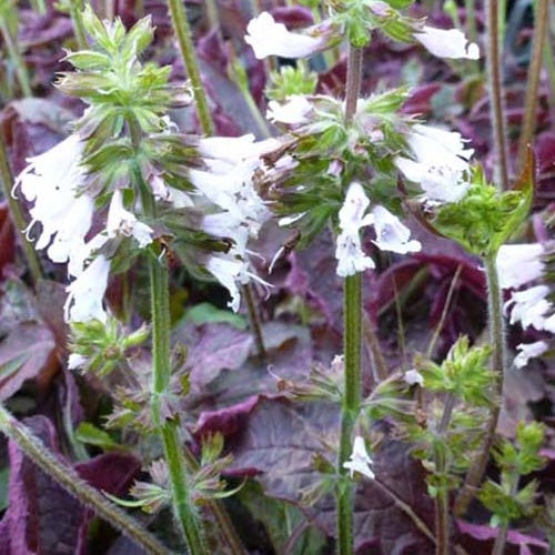 Sauge Purple Knockout - Salvia lyrata purple knockout - Plantes