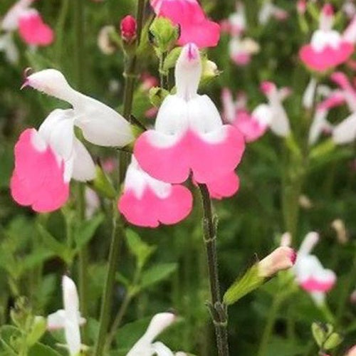 Sauge arbustive Pink lips - Salvia microphylla jeremy pink lips - Plantes