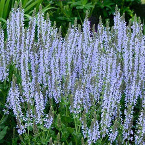 Sauge des bois Crystal Blue - Salvia nemorosa crystal blue ( color spires series - Plantes