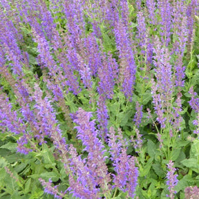 Sauge des bois Mainacht - Salvia nemorosa mainacht - Plantes