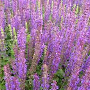 3 Sauge des bois Ostfriesland - Salvia nemorosa ostfriesland - Plantes