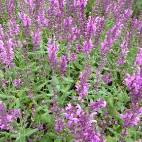 Sauge des bois Pink Friesland - Salvia nemorosa pink friesland - Plantes