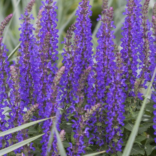 Sauge des bois Rianne - Salvia nemorosa rianne - Plantes