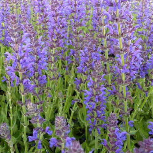 Sauge des bois Rügen - Salvia nemorosa rügen - Plantes