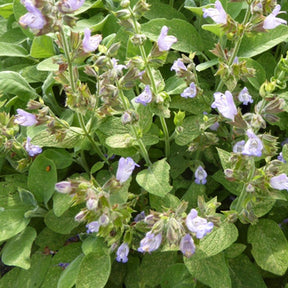 Sauge officinale Berggarten - Salvia officinalis berggarten - Plantes