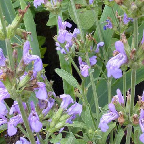 Sauge officinale Grete Stölze - Salvia officinalis grete stölzle - Plantes