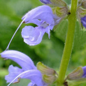 Sauge des prés Sky Dance - Salvia pratensis sky dance ( ballet series ) - Plantes