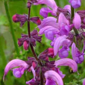 Sauge des prés Sweet Esmeralda - Salvia pratensis sweet esmeralda ( ballet series ) - Plantes