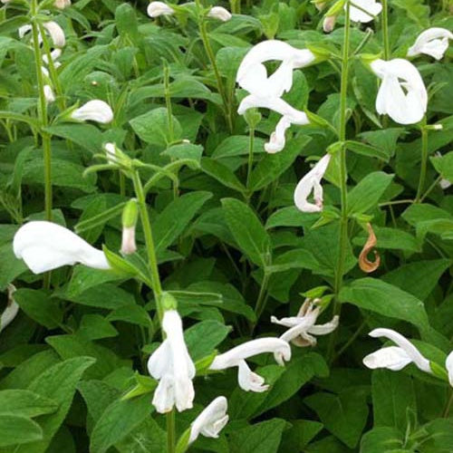 Sauge gentiane blanche White Trophy - Salvia patens white trophy - Plantes