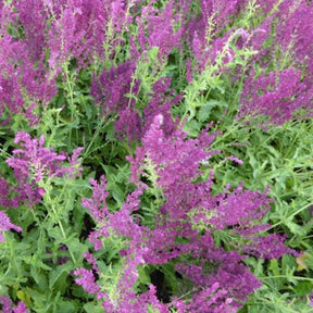 Sauge des bois Schwellenburg - Salvia nemorosa schwellenburg - Plantes