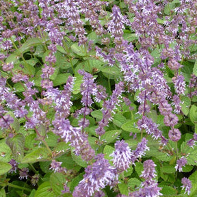 Sauge verticillée Hannays Blue - Salvia verticillata hannays blue - Plantes