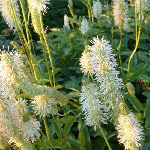 Pimprenelle du Canada - Sanguisorbe - Sanguisorba canadensis - Plantes