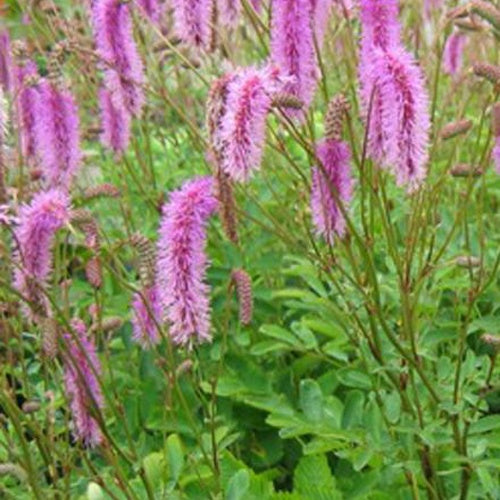 Pimprenelle Hakusanensis - Sanguisorbe - Sanguisorba hakusanensis - Plantes