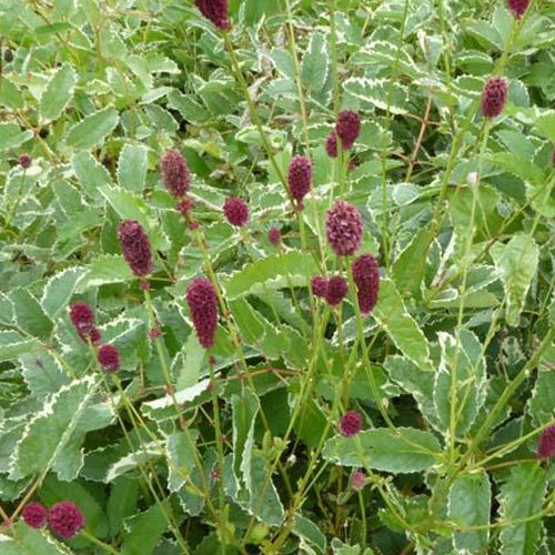 Pimprenelle Dali Marble - Sanguisorbe - Sanguisorba dali marble - Plantes