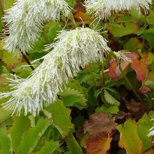 Pimprenelle blanche - Sanguisorbe - Sanguisorba obtusa alba - Plantes