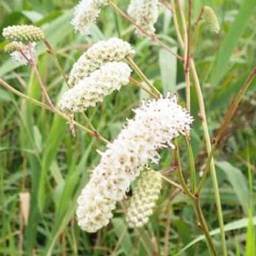 Pimprenelle à fines feuilles Alba - Sanguisorbe - Sanguisorba tenuifolia - Plantes