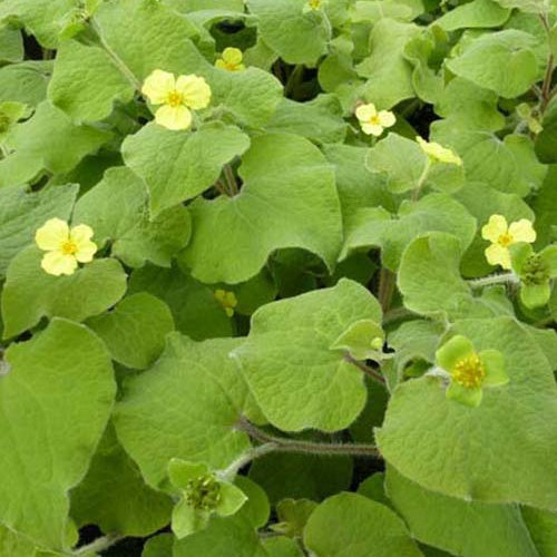 Saruma d'Henry - Saruma henryi - Plantes