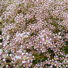 Saxifrage Southside Seedling - Saxifraga cotyledon southside seedling - Plantes