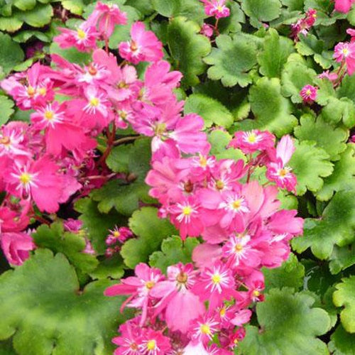 Saxifrage Gokka - Saxifraga gokka - Plantes