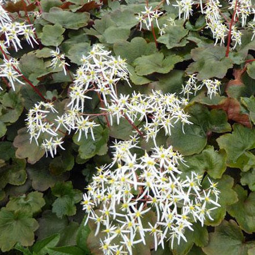 Saxifrage Wada Saxifrage - Saxifraga fortunei wada - Plantes