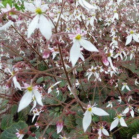 Saxifrage à stolons Cuscutiformis - Saxifraga stolonifera cuscutiformis - Plantes