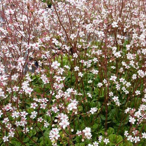 3 Désespoirs du peintre Variegata - Saxifraga umbrosa variegata - Plantes