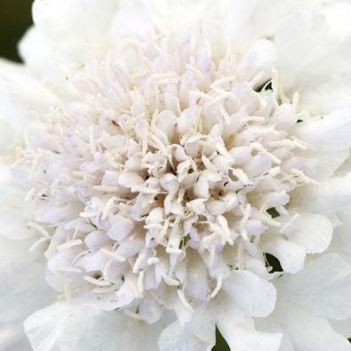 Scabieuse colombaire Flutter Pure White - Scabiosa columbaria bafflutturite flutter pure whi - Plantes