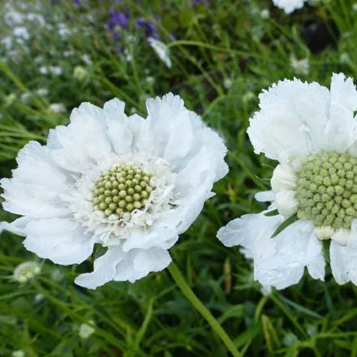 Scabieuse du Caucase Miss Willmott - Scabiosa caucasica miss willmott - Plantes