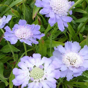 3 Scabieuse du Caucase Perfecta - Scabiosa caucasica perfecta - Plantes